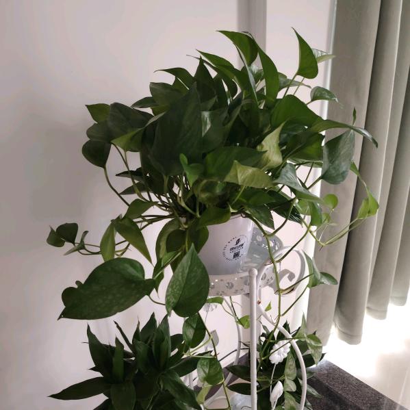 格局