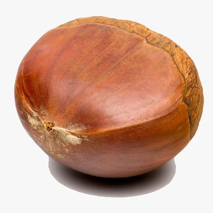 一颗栗子Chestnut