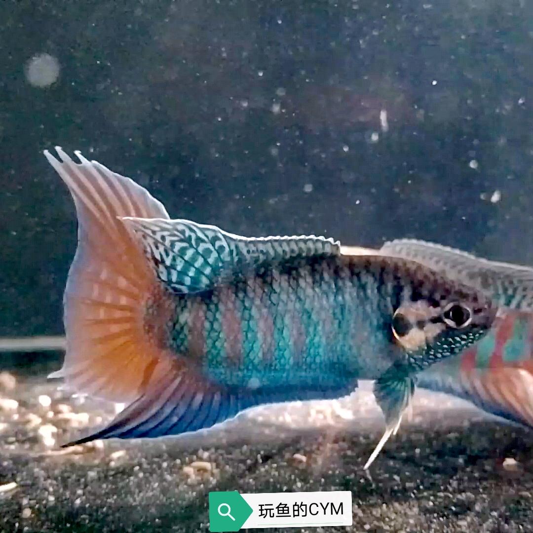 玩鱼的CYM