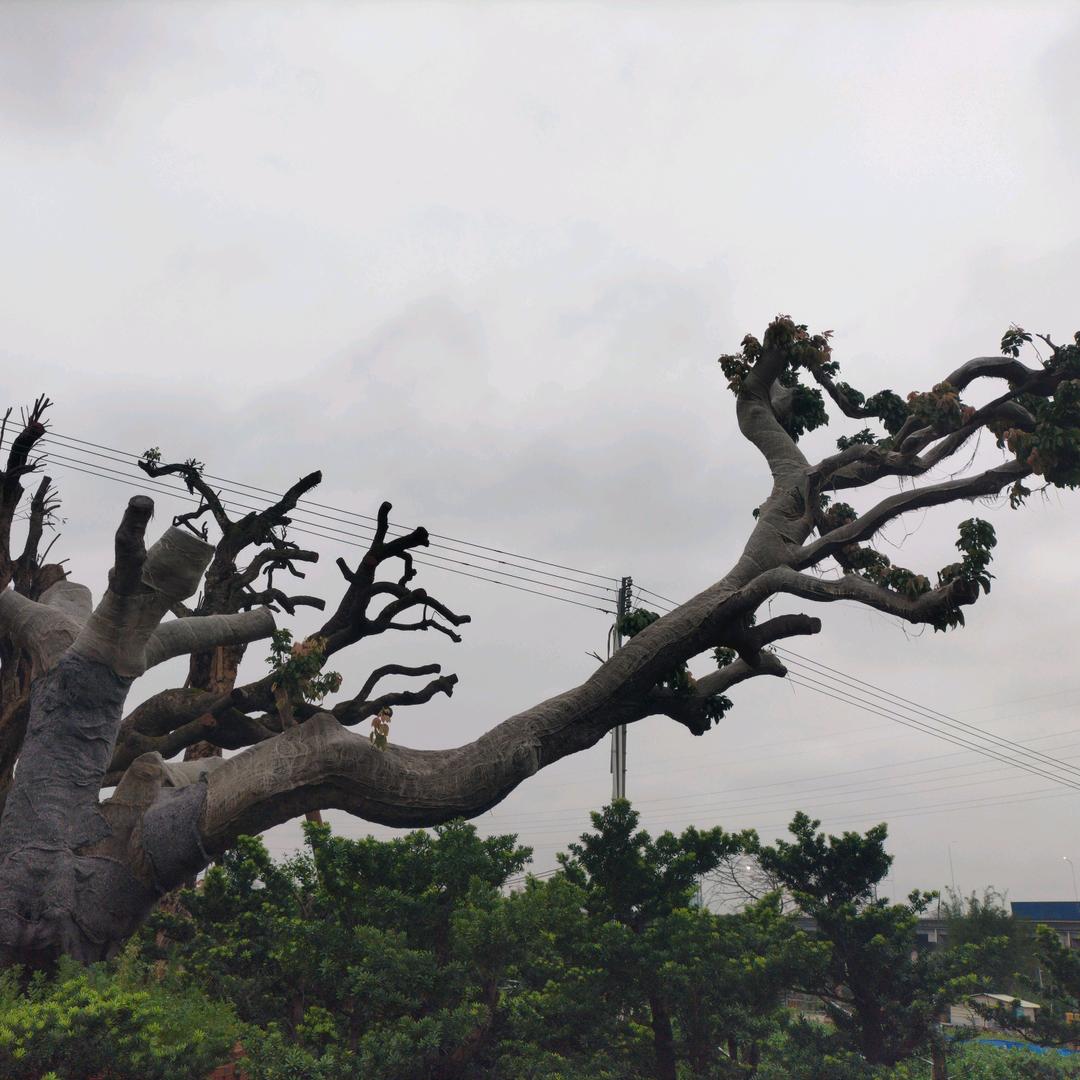 好希望果树批发