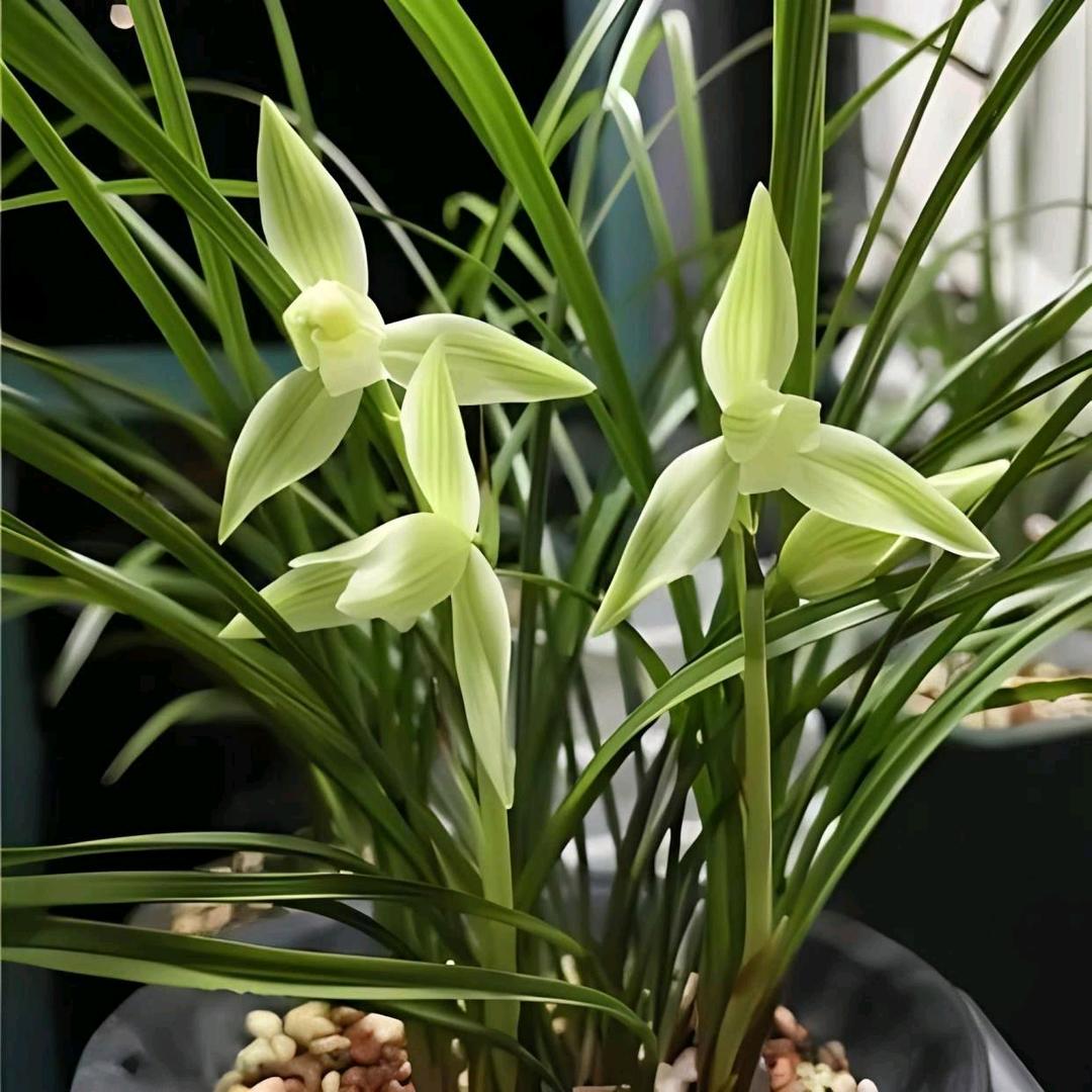 三宝绿植花卉甄选