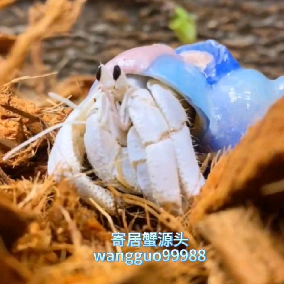 寄居蟹爬宠源头货源批发
