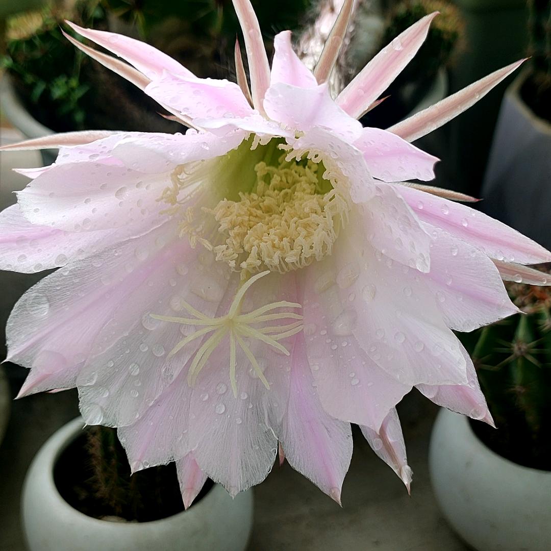 我在梦里建了一座花园，你是唯一的访客