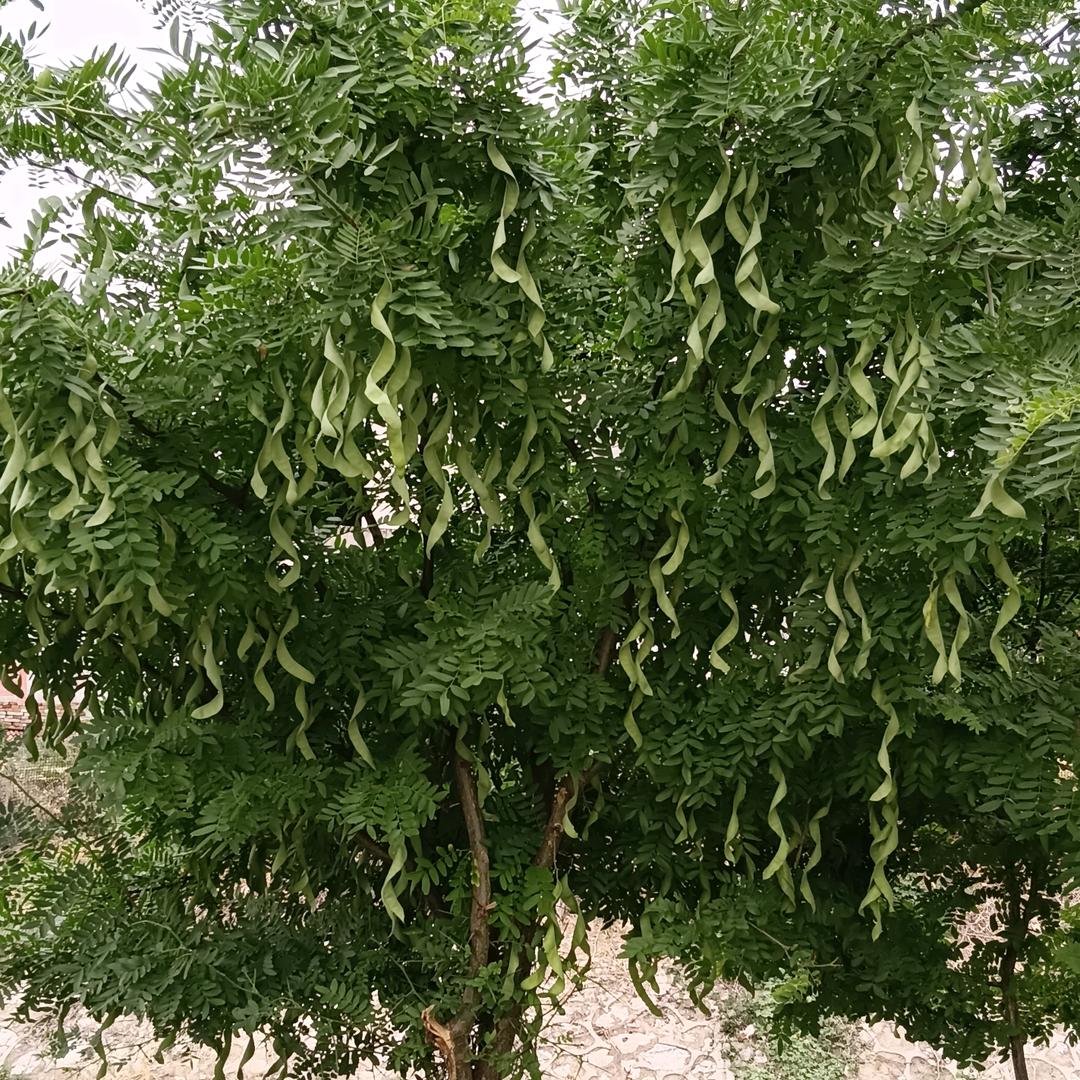 ☘️🌿简爱🌿☘️