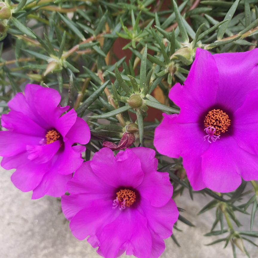 珍惜☘️☘️☘️