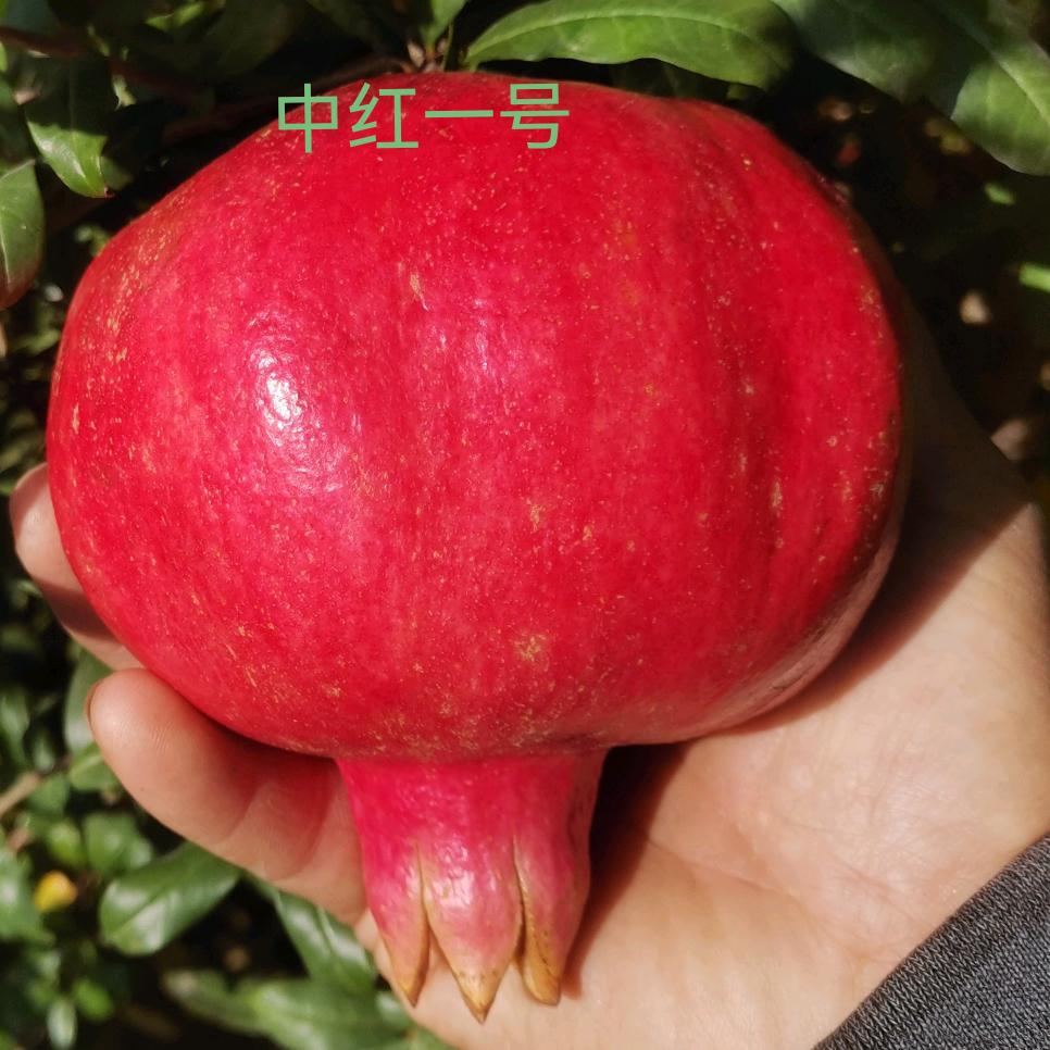 中红石榴园林