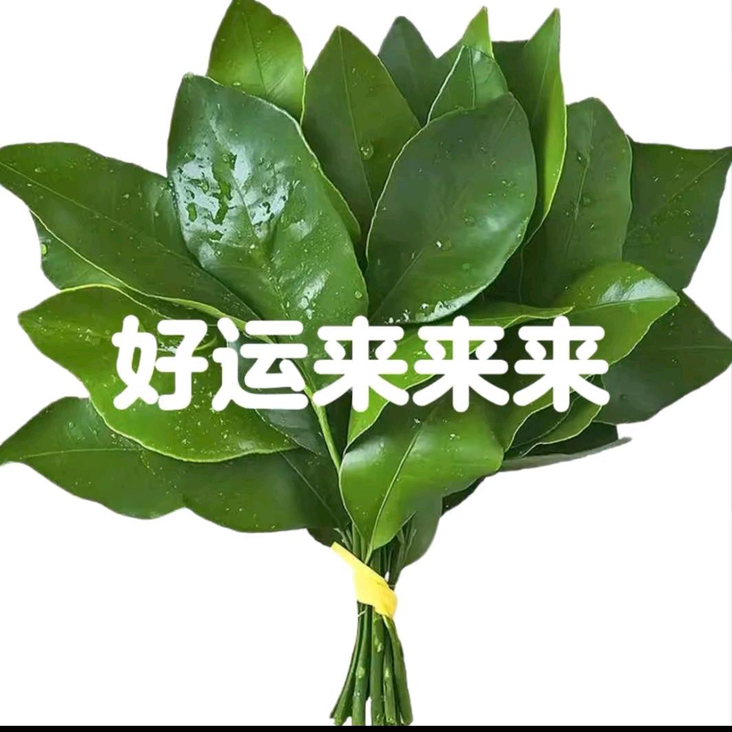 洋芋