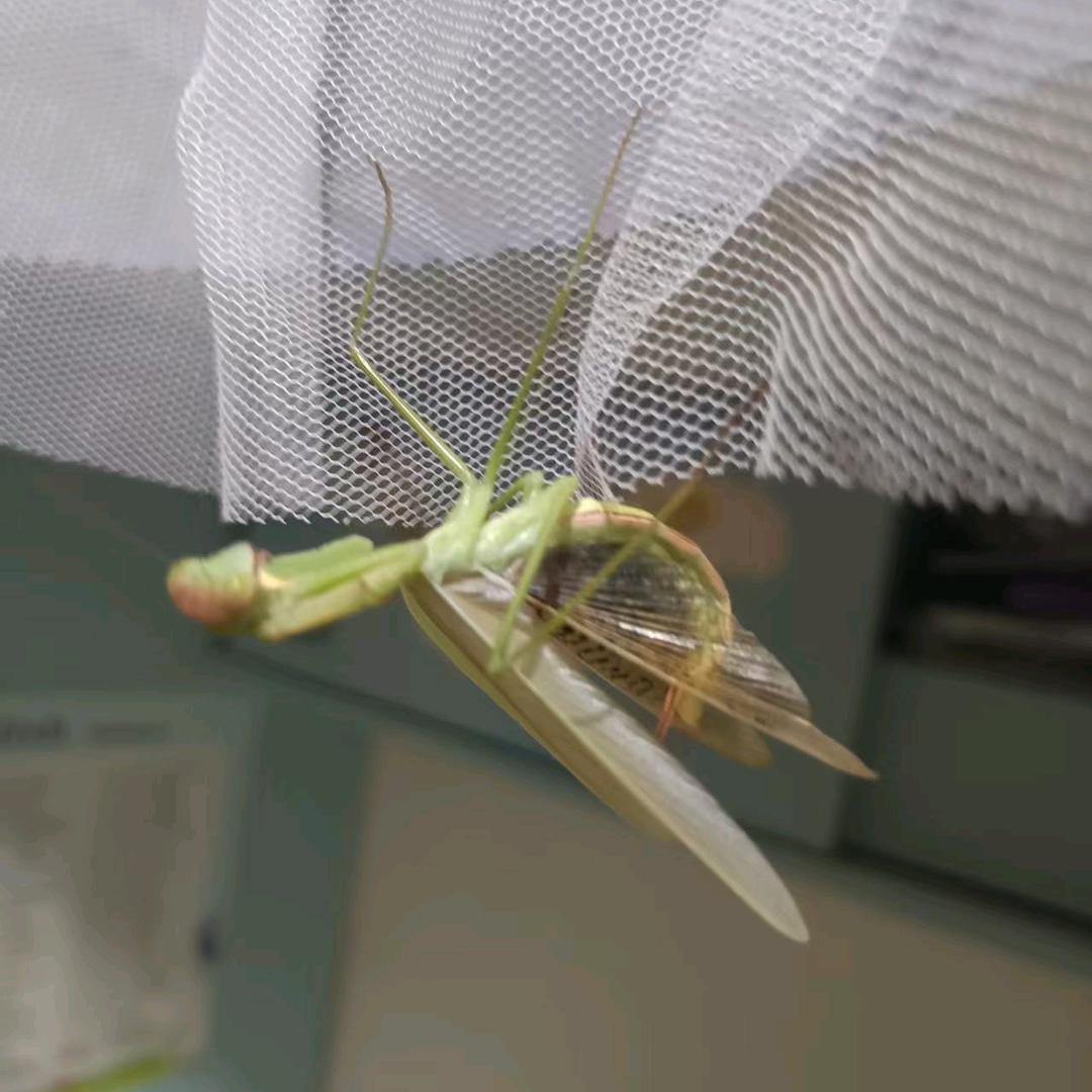 蟲蟲狂人🐛