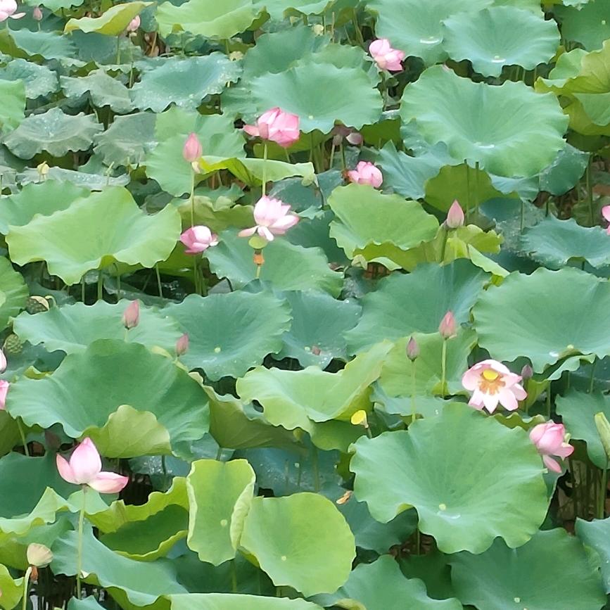 幸福约定🌺🌺🌺