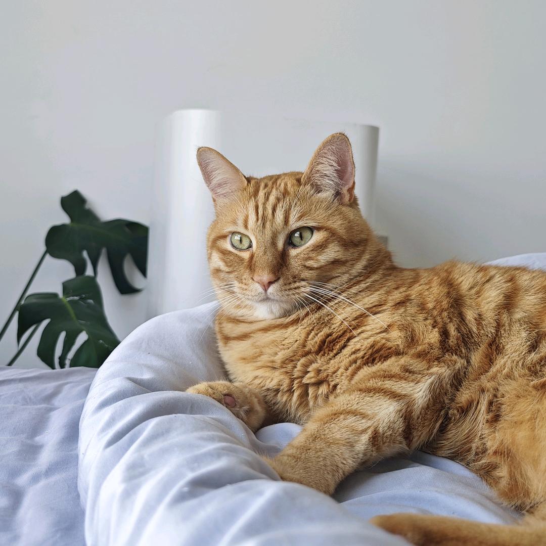 两只肥猫的日记