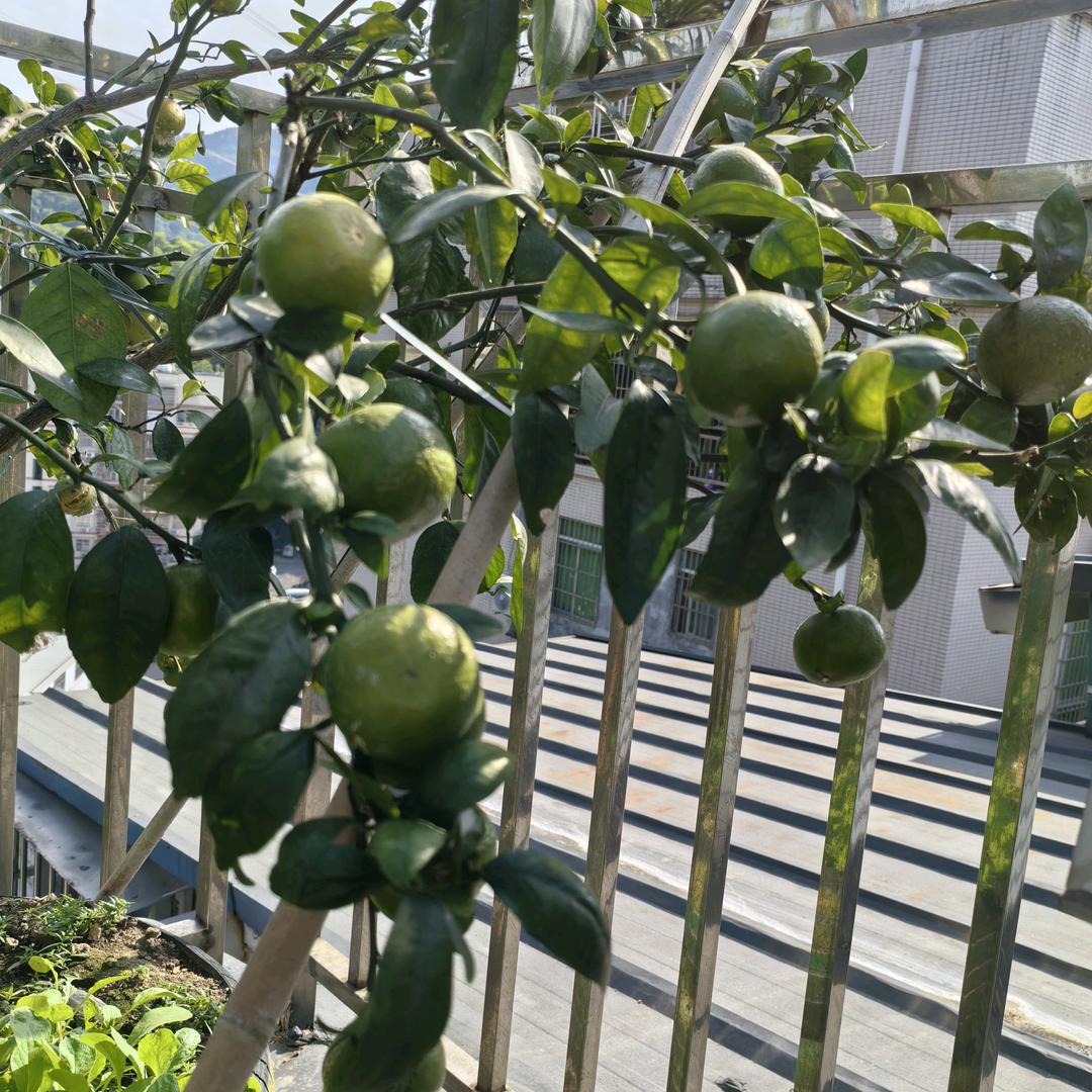 49573389672平安喜乐