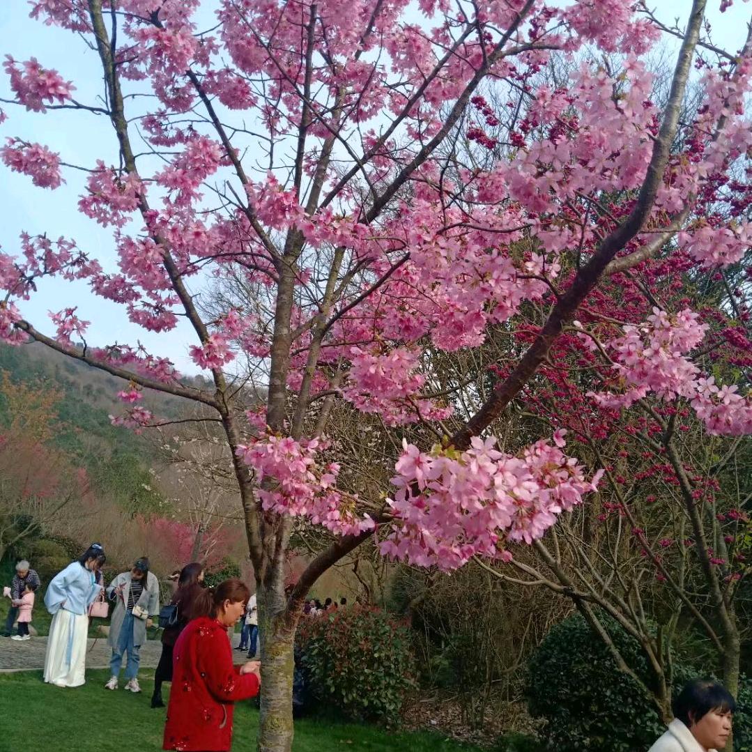 感🌸((☀️⥎☀️))🌸恩