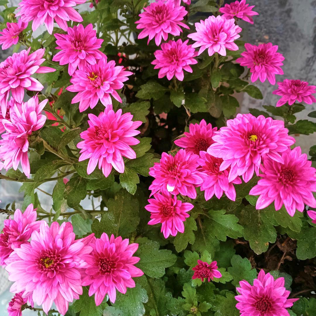 🌺 富富得郑꧔ꦿ᭄💞²⁰25🍀
