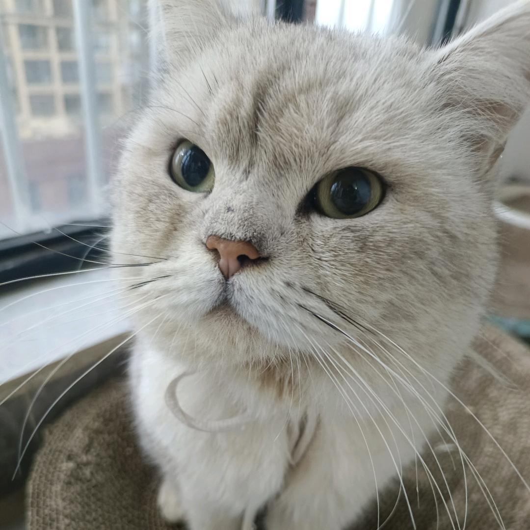 侥幸哥(王者荣耀)