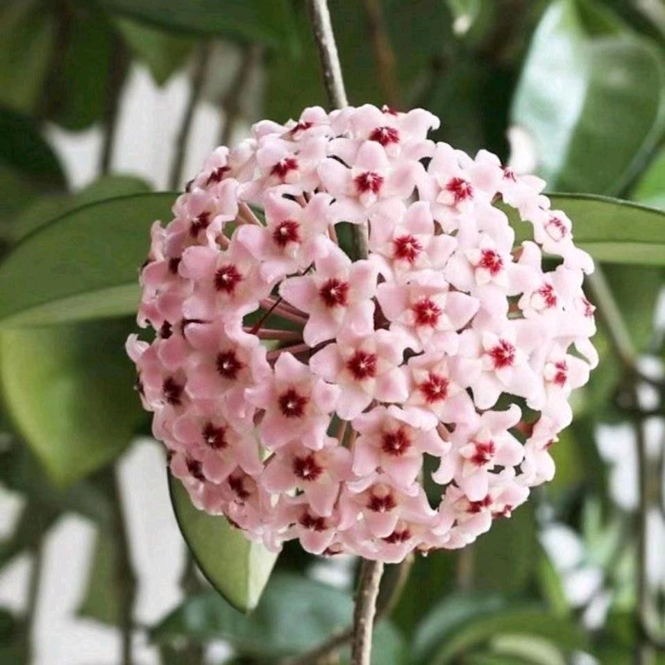 🦋蝶恋花🌺