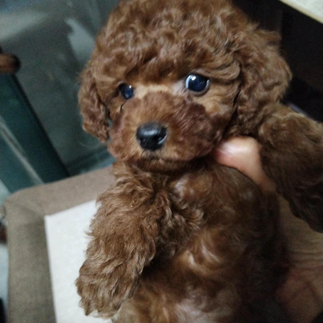 豆仔是个小泰迪