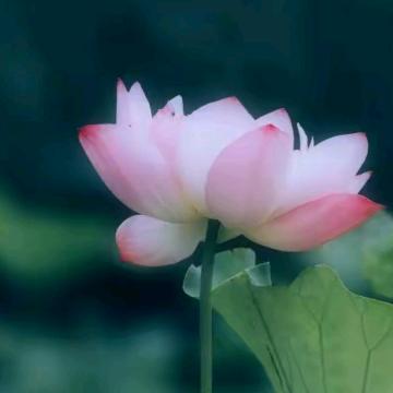鑫宇姐