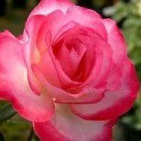 一帆风顺🌹🌹🌹