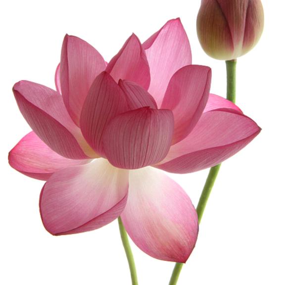 妙慧（地藏本愿共修）