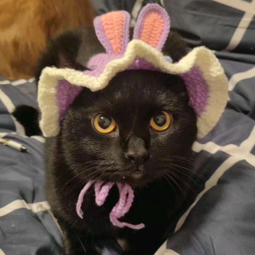 冰冰（内向腼腆版）🐾