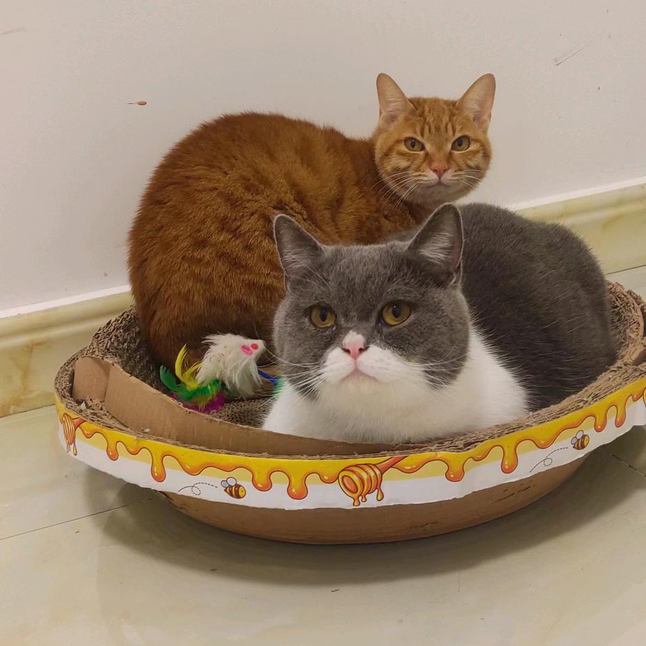 🐱🐱傾国傾城傾你心