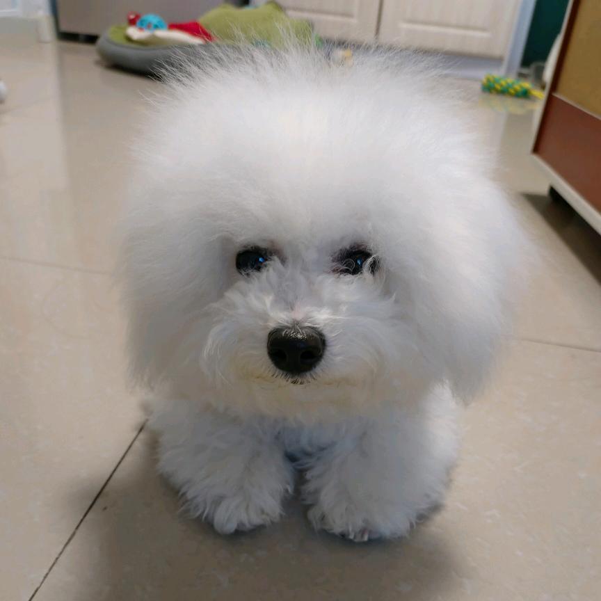 比熊宝贝~点点