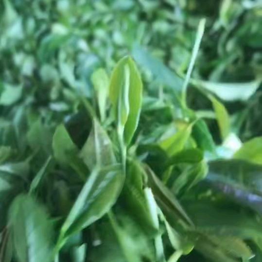 诸城市圣龙春茶厂