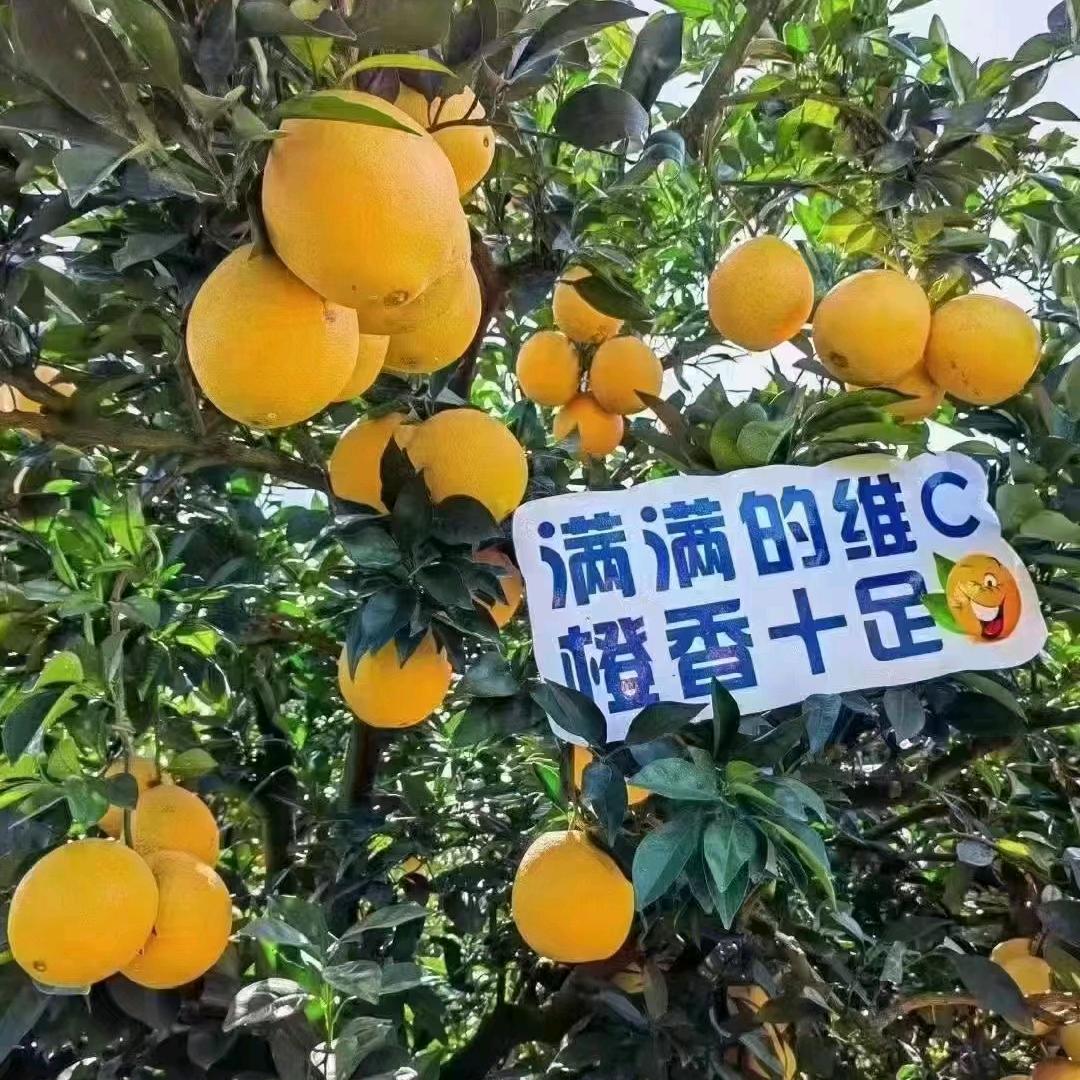 赣南农夫脐橙