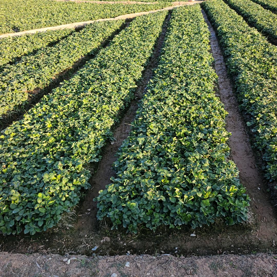 草莓园对外提供各种优质草莓