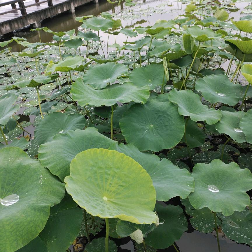 我心悠悠