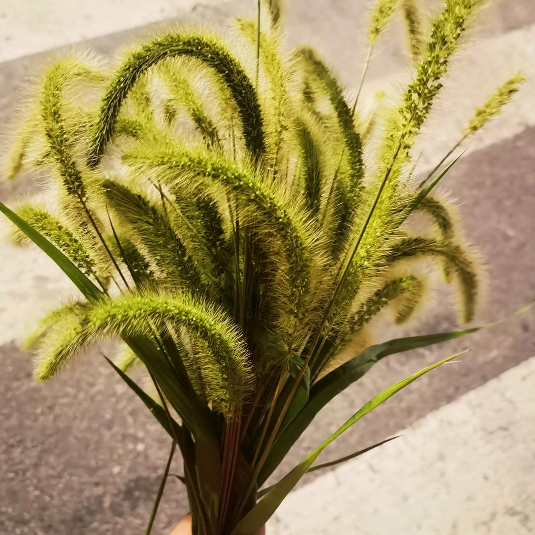那一束狗尾巴草，