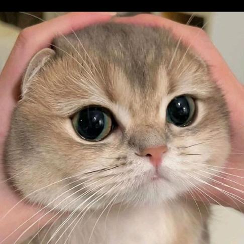 胖虎