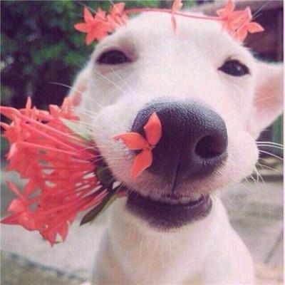 摸鱼族