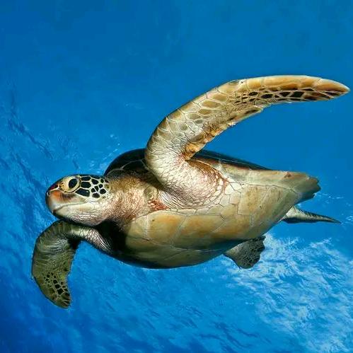 爱如潮水凋谢的花