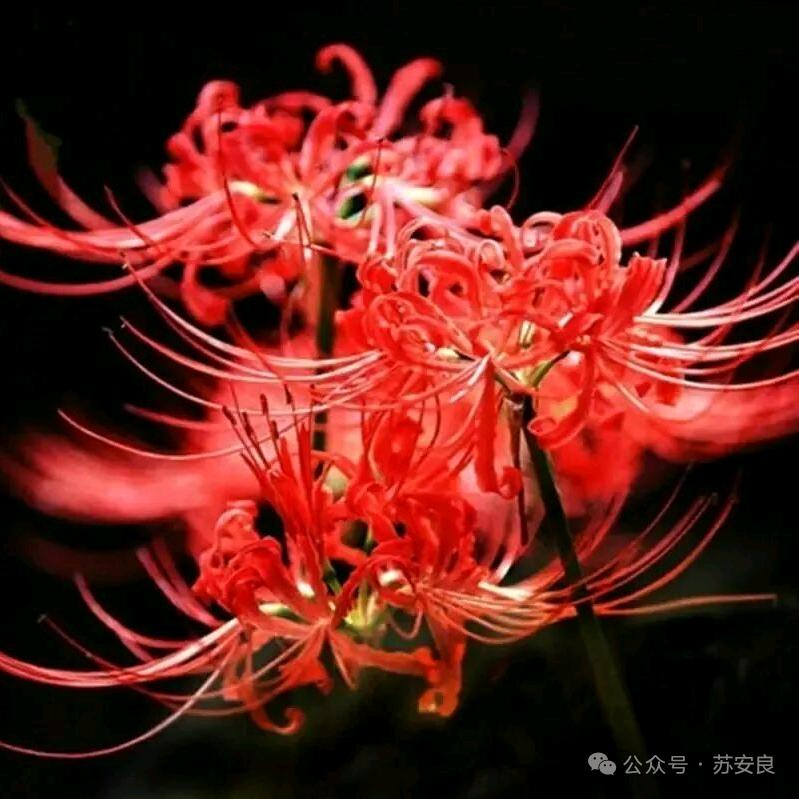 绝情