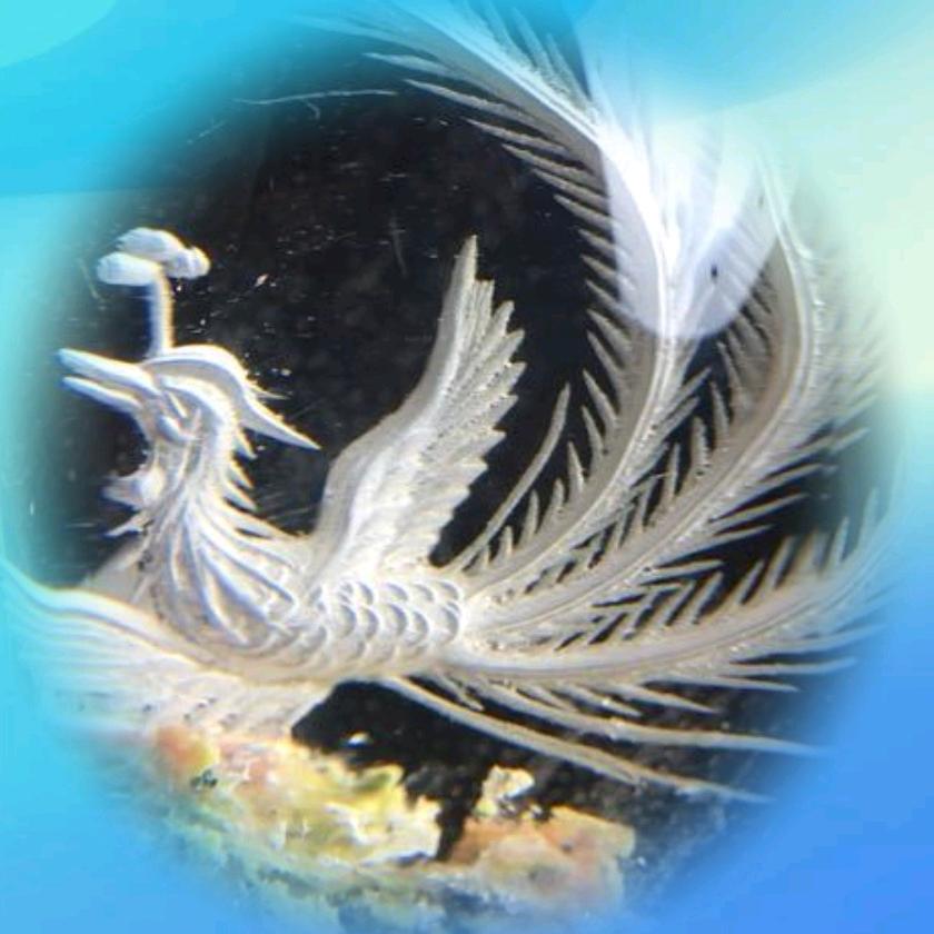 鳳凰
