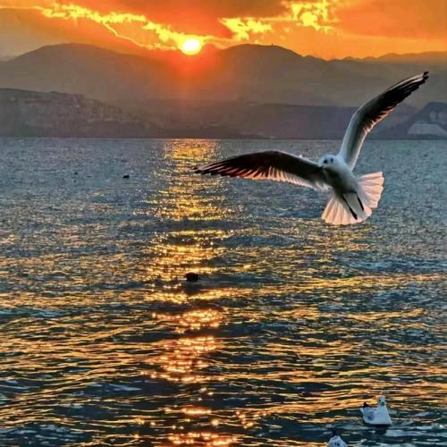 雄鹰一样的男人