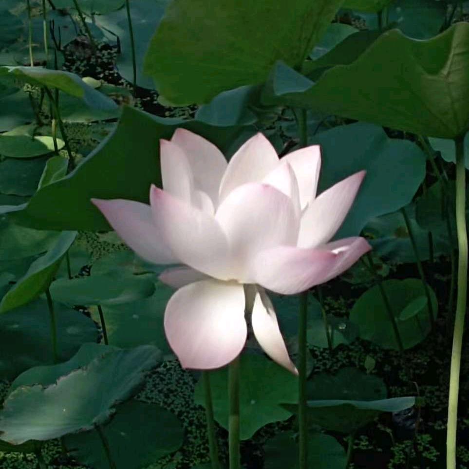 骞树花卉创意小铺