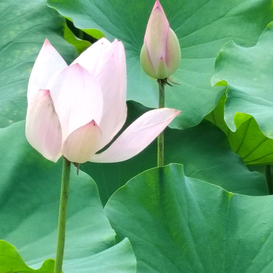 晨光沐心
