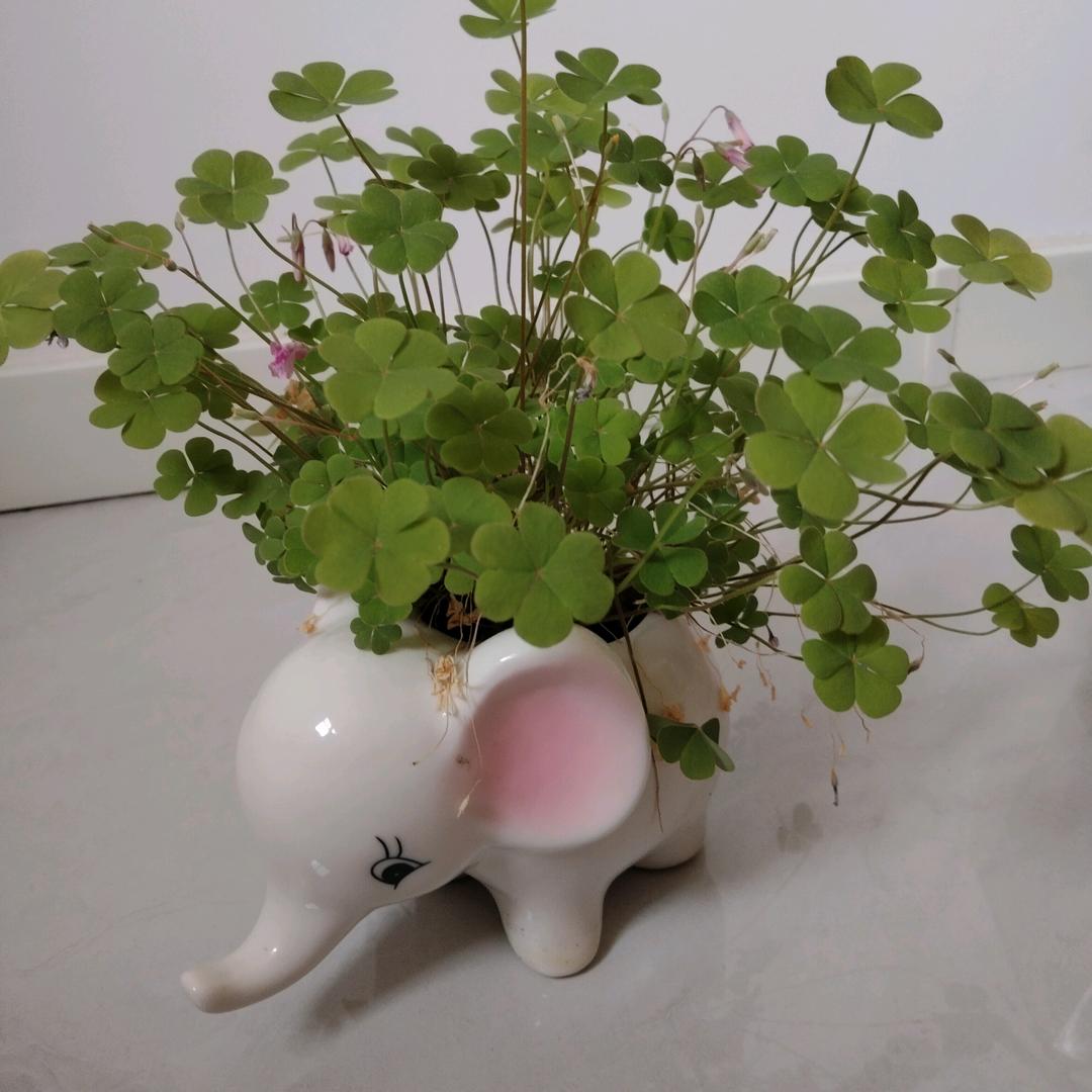 @青鸟飞鱼