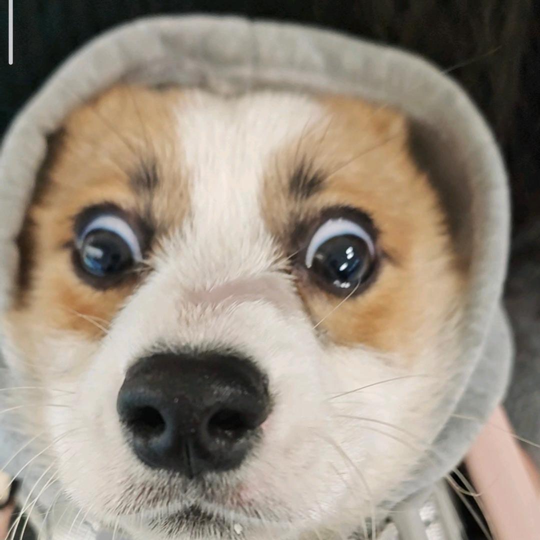 最爱酸菜的小杨😟