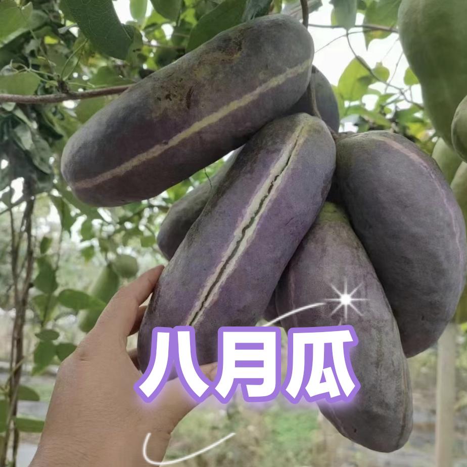 新农人—刘西施