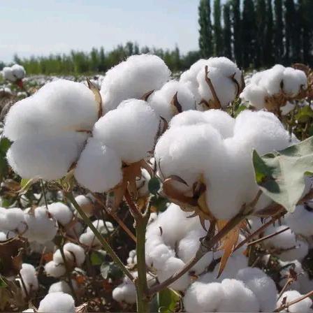 新疆棉袜工厂店