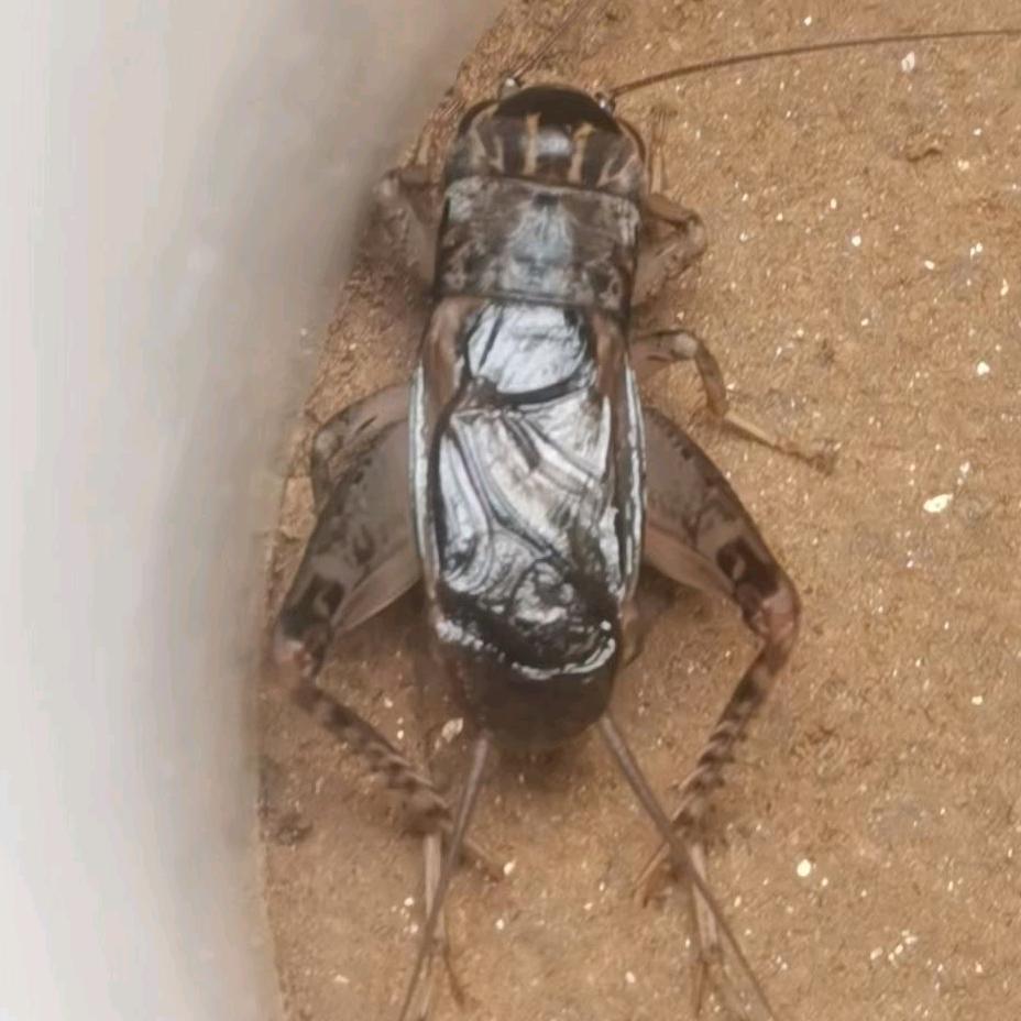 乐陵宁津蟋蟀🦗🦗小郑