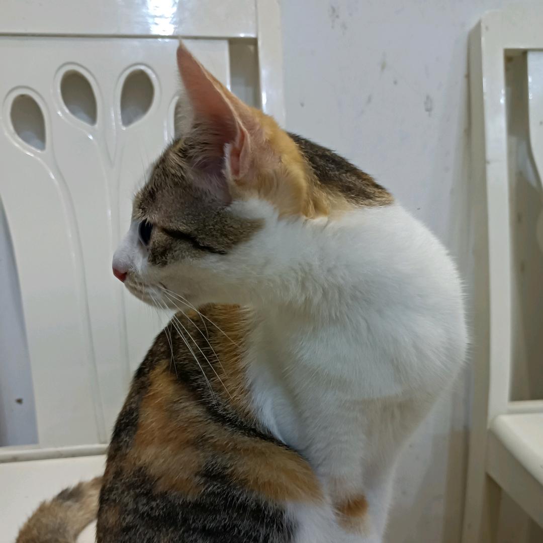 鞠超
