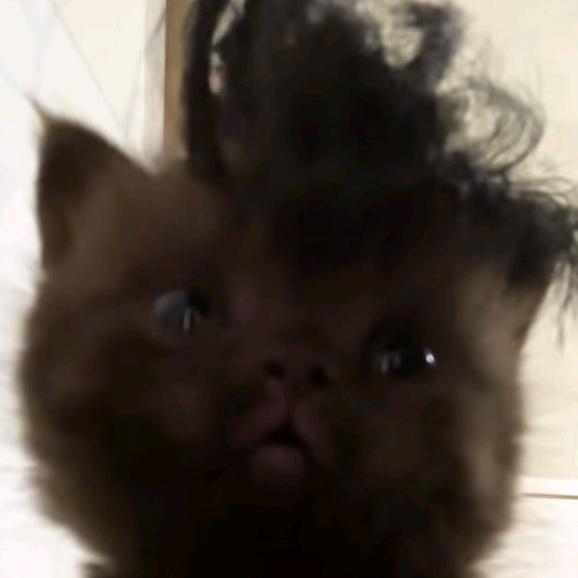 小婷猪⁵