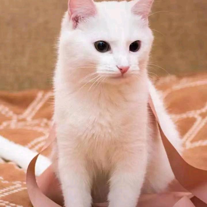 王