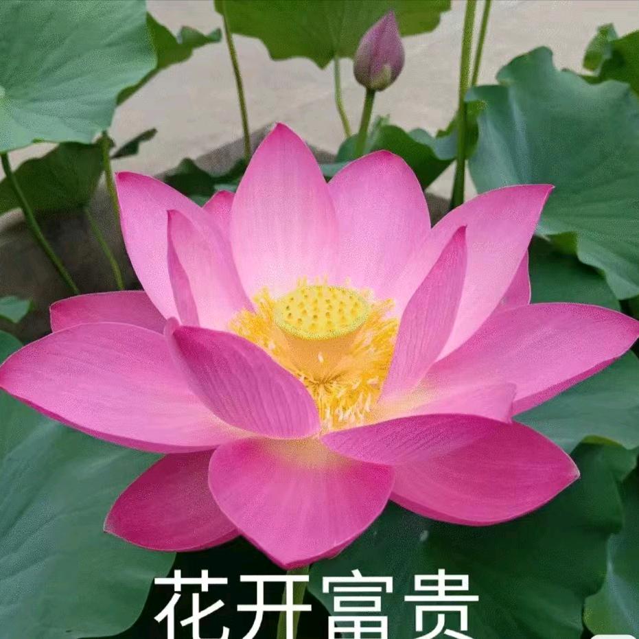 开心每一天