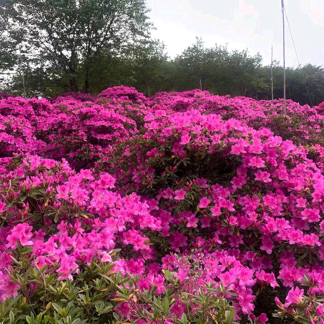 （山兰花开）@眀哥