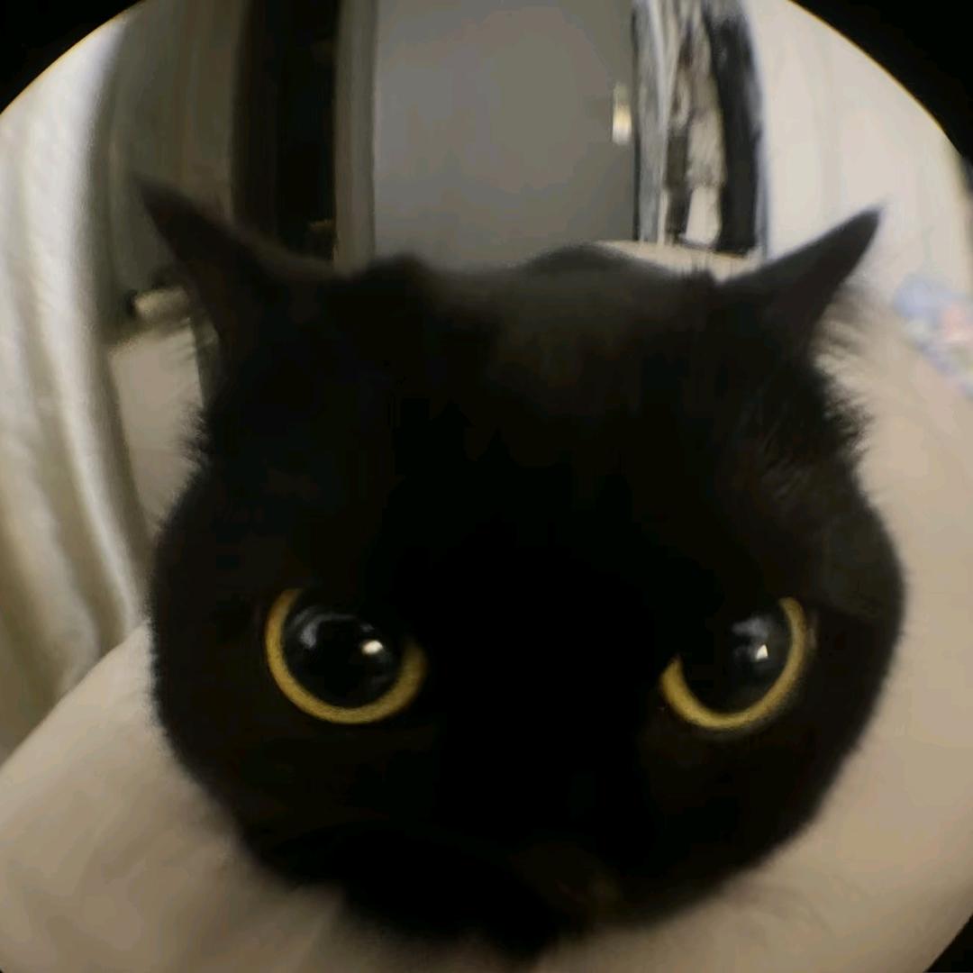 猫的黑